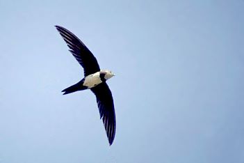 "En-vol", poème d'Ailée