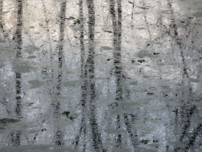 Pascal C. Tanguy entre brume et lumière