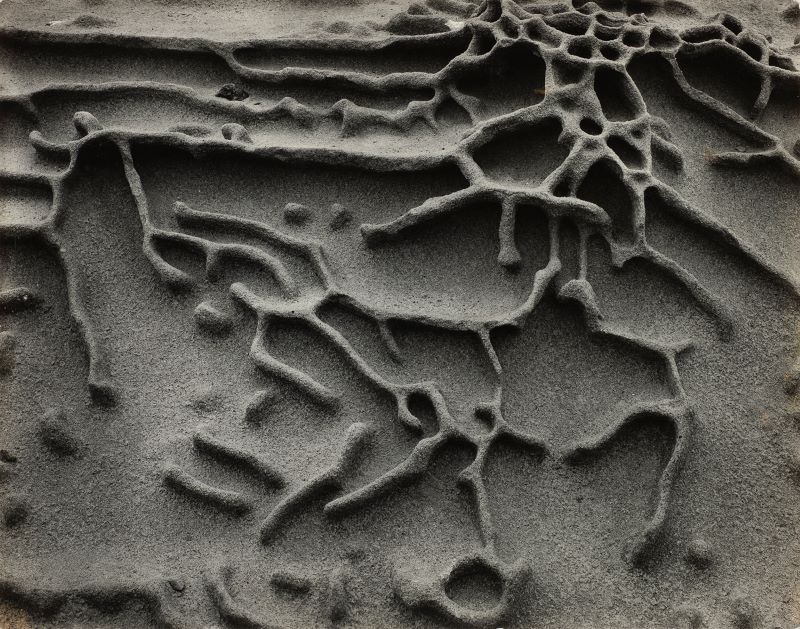 "Edward Weston - Modernité révélée" à la Maison Européenne de la Photographie