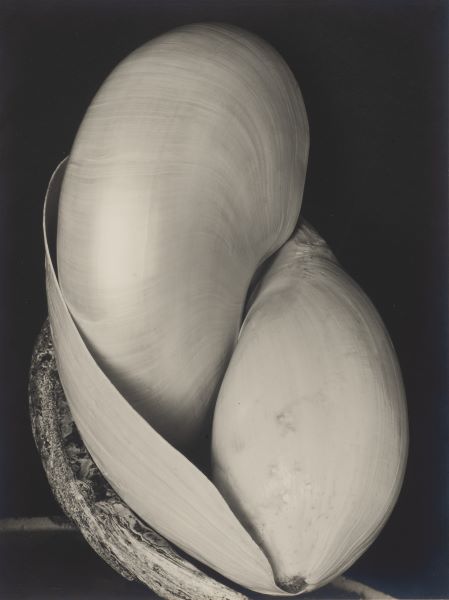 "Edward Weston - Modernité révélée" à la Maison Européenne de la Photographie